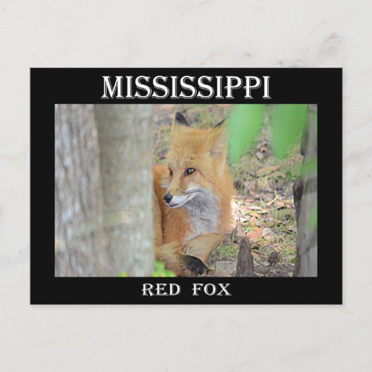 Mississippi Red Fox Briefkaart (Voorkant)