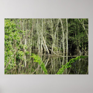 Mississippi River Tree Reflections Poster