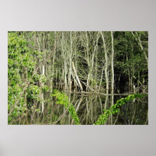 Mississippi River Tree Reflections Poster (Voorkant)