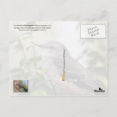 Mississippi State Bird - Northern Mockingbird Briefkaart (Achterkant)