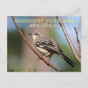 Mississippi State Bird - Northern Mockingbird Briefkaart