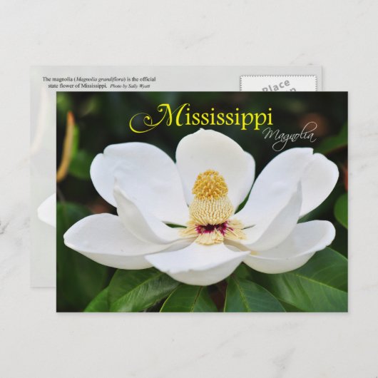 Mississippi State Flower: Magnolia Briefkaart (Voorkant / Achterkant)
