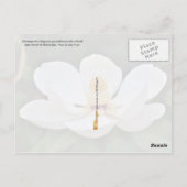 Mississippi State Flower: Magnolia Briefkaart (Achterkant)