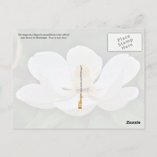 Mississippi State Flower: Magnolia Briefkaart (Achterkant)