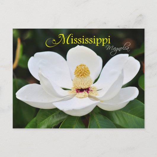 Mississippi State Flower: Magnolia Briefkaart (Voorkant)