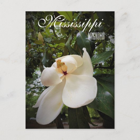 Mississippi State Flower, Magnolia Grandiflora Briefkaart (Voorkant)