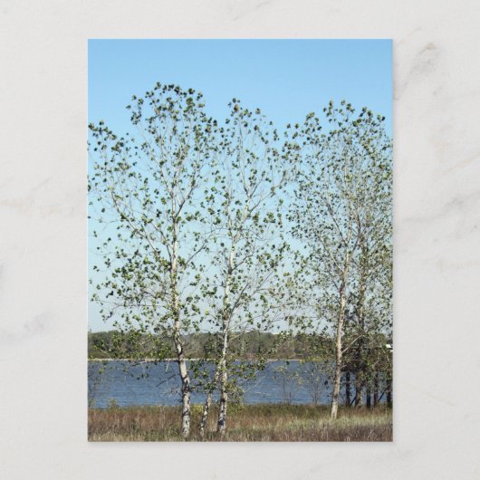 Mississippi Trees Briefkaart (Voorkant)