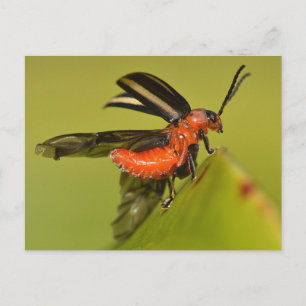 Missouri Beetle die zijn vleugels uitstrooit. Briefkaart