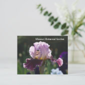 Missouri Botanical Garden-Iris Briefkaart (Staand voorkant)