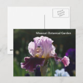 Missouri Botanical Garden-Iris Briefkaart (Voorkant / Achterkant)