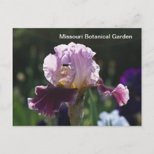 Missouri Botanical Garden-Iris Briefkaart