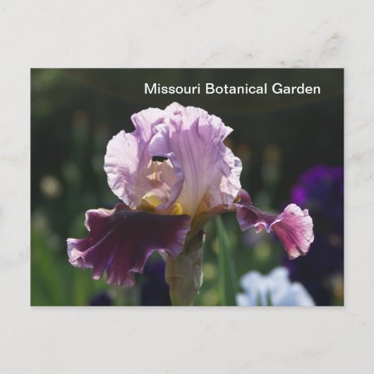 Missouri Botanical Garden-Iris Briefkaart (Voorkant)