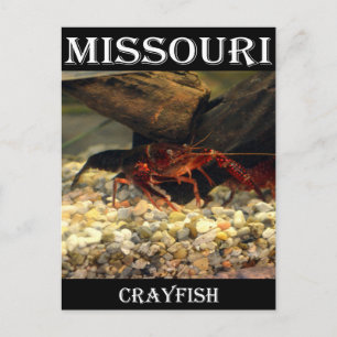 Missouri Crawfish Briefkaart