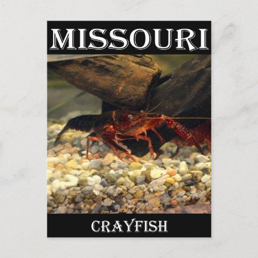 Missouri Crawfish Briefkaart (Voorkant)