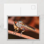 Missouri Damselfly. Briefkaart (Voorkant / Achterkant)