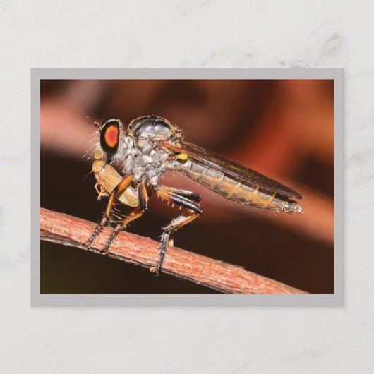 Missouri Damselfly. Briefkaart (Voorkant)