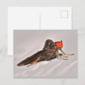 Missouri Dance Fly. Briefkaart (Voorkant / Achterkant)