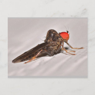 Missouri Dance Fly. Briefkaart