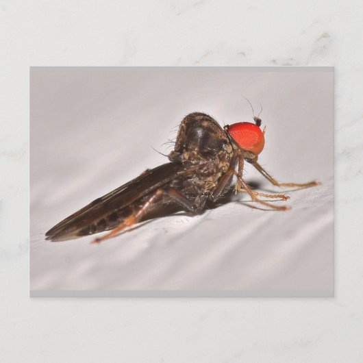 Missouri Dance Fly. Briefkaart (Voorkant)
