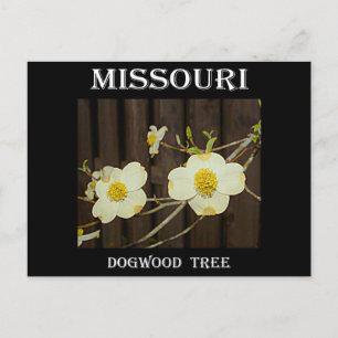 Missouri Dogwood Briefkaart
