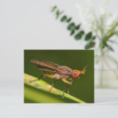 Missouri Fly. Briefkaart (Staand voorkant)