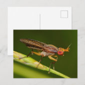 Missouri Fly. Briefkaart (Voorkant / Achterkant)