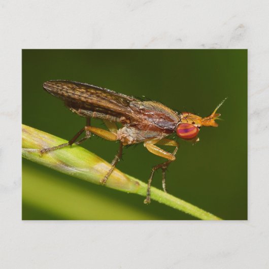 Missouri Fly. Briefkaart (Voorkant)