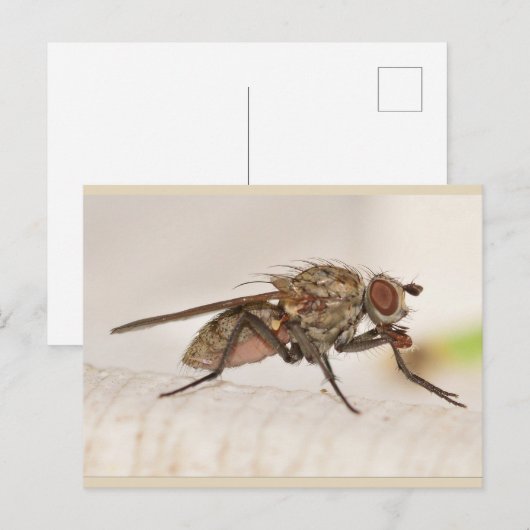 Missouri Fly. Briefkaart (Voorkant / Achterkant)