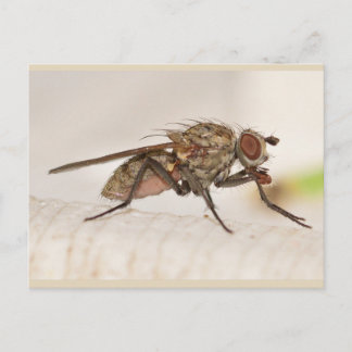 Missouri Fly. Briefkaart