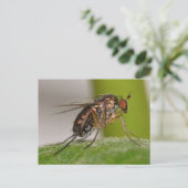 Missouri Fly. Briefkaart (Staand voorkant)