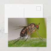 Missouri Fly. Briefkaart (Voorkant / Achterkant)