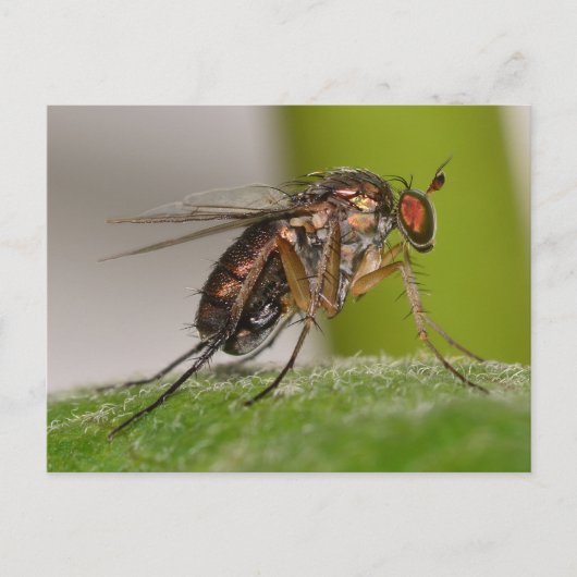 Missouri Fly. Briefkaart (Voorkant)