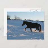 Missouri Foxtrotter bij schemering Briefkaart (Voorkant / Achterkant)