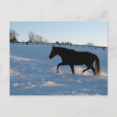 Missouri Foxtrotter bij schemering Briefkaart (Voorkant)