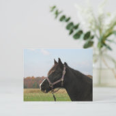 Missouri Foxtrotter Briefkaart (Staand voorkant)