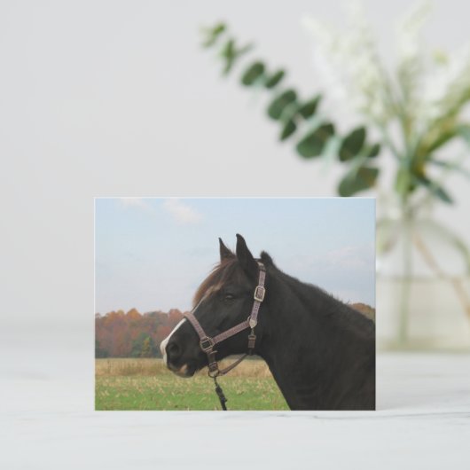 Missouri Foxtrotter Briefkaart (Staand voorkant)