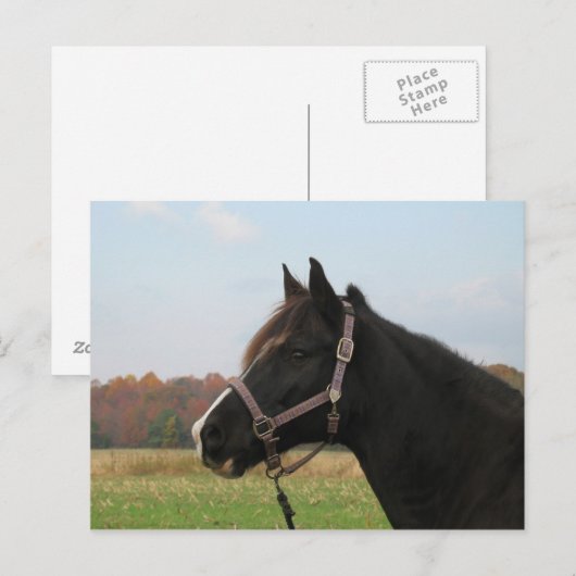 Missouri Foxtrotter Briefkaart (Voorkant / Achterkant)