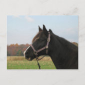 Missouri Foxtrotter Briefkaart (Voorkant)