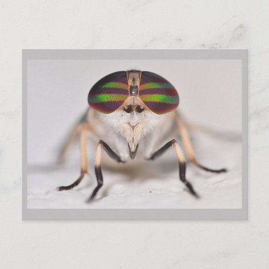 Missouri Horse Fly. Briefkaart (Voorkant)