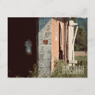 Missouri Koe Briefkaart