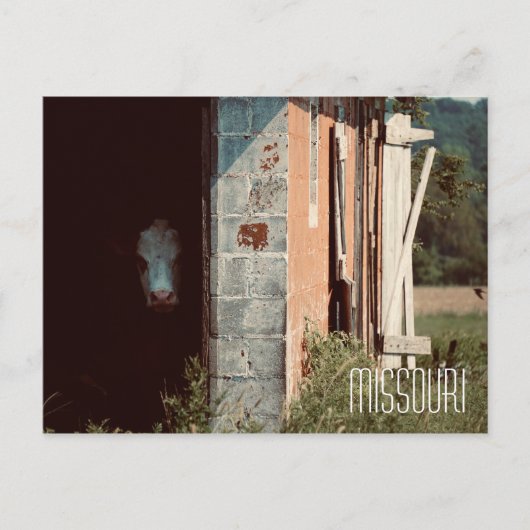 Missouri Koe Briefkaart (Voorkant)