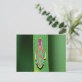 Missouri Leaf Hopper. Briefkaart (Staand voorkant)