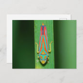 Missouri Leaf Hopper. Briefkaart (Voorkant / Achterkant)