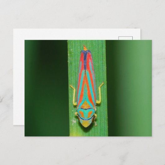 Missouri Leaf Hopper. Briefkaart (Voorkant / Achterkant)