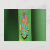 Missouri Leaf Hopper. Briefkaart (Voorkant)