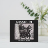 Missouri Mule Briefkaart (Staand voorkant)