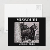 Missouri Mule Briefkaart (Voorkant / Achterkant)