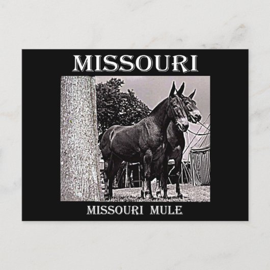 Missouri Mule Briefkaart (Voorkant)