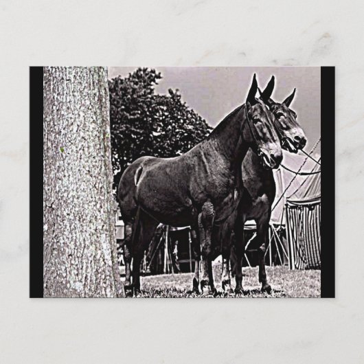 Missouri Mule Briefkaart (Voorkant)