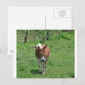 MIssouri Mule Briefkaart (Voorkant / Achterkant)